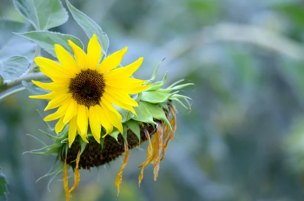 Zonnebloem op een veld — Stockfoto