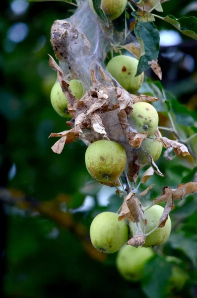 Pommes non mûres suspendues à une branche au verger — Photo