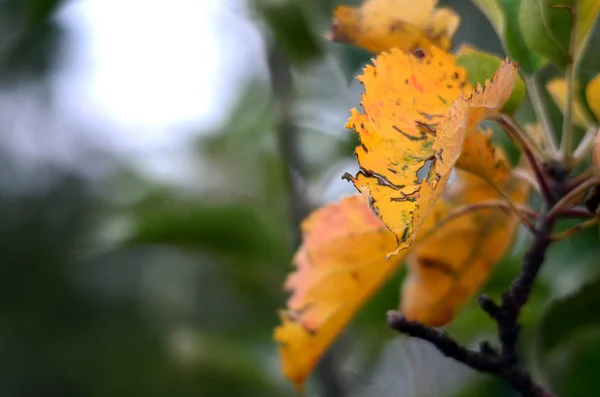 Feuille de pomme d'automne — Photo