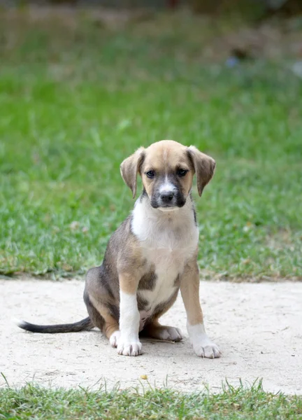 Schattig puppy — Stockfoto