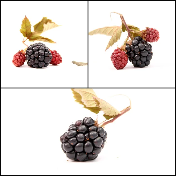 BlackBerry gyümölcsök — Stock Fotó