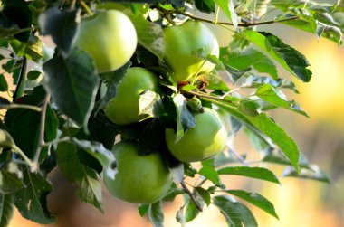 olgunlaşmamış elma meyve bahçesi