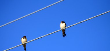  Swallows on Power Lines clipart