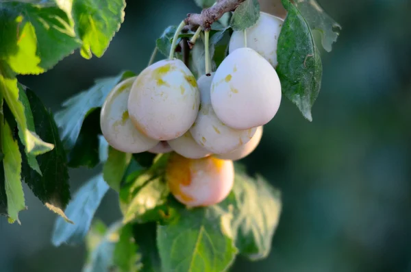Prunes sauvages jaunes sur une branche — Photo