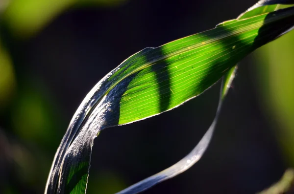 Corn leaves texture — Stock Photo, Image