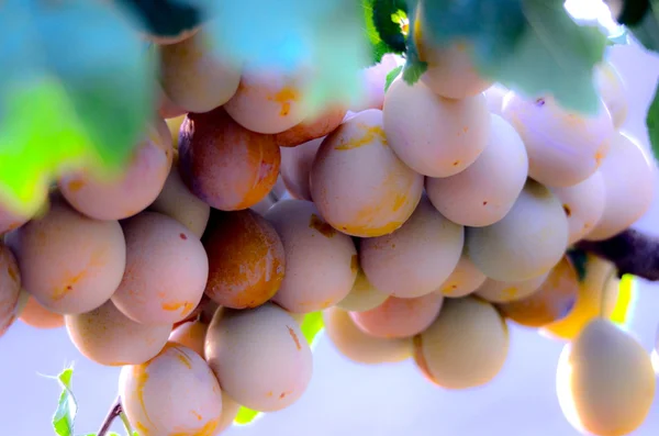 Prunes sauvages jaunes sur une branche — Photo