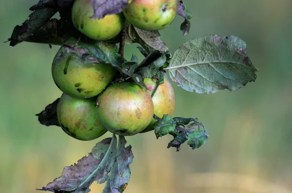 Pommes biologiques non mûres dans le verger — Photo