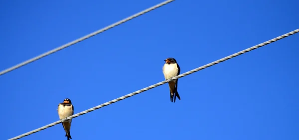 Swallows on Power Lines — Stock Photo, Image