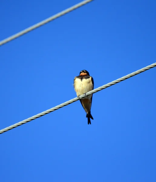 Zwaluwen op elektrische leidingen — Stockfoto