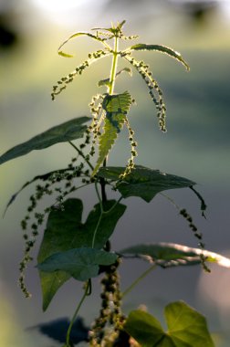 Bir sabah ışık ısırgan
