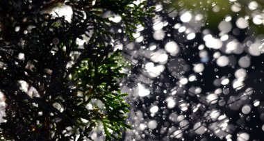 Sabah ışık karşı Shinig waterdrops