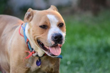 amstaff köpek