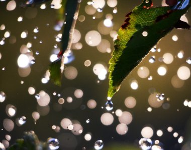 Sabah ışık karşı Shinig waterdrops