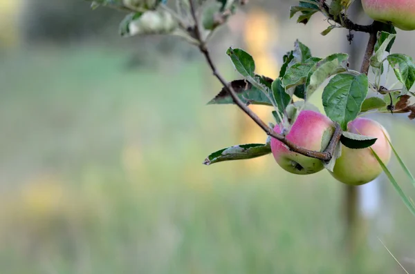 Äpfel auf einem Zweig zur Ernte bereit — Stockfoto