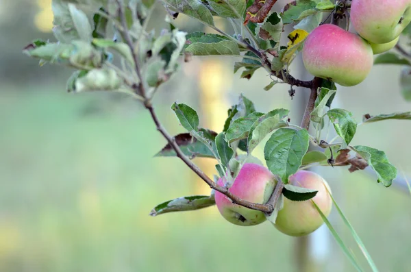 Jabłka na oddział gotowe do zbioru — Zdjęcie stockowe