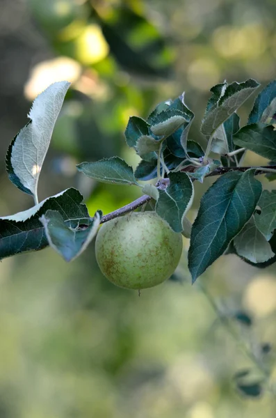 Apples on a branch ready to be harvested — Stock Photo, Image