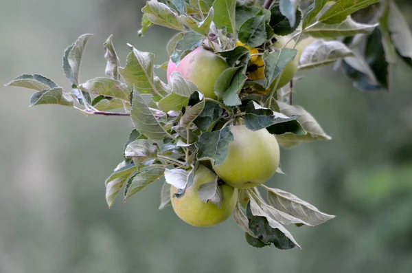 Apples on a branch ready to be harvested — Stock Photo, Image