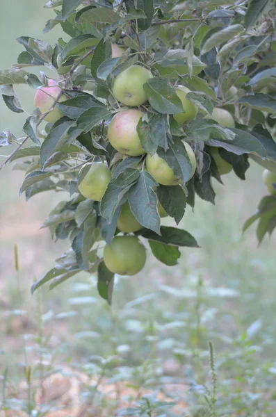 Apples on a branch ready to be harvested — Stock Photo, Image