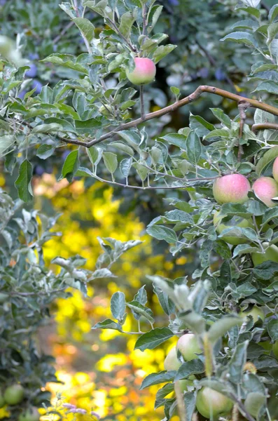Äpfel auf einem Zweig zur Ernte bereit — Stockfoto