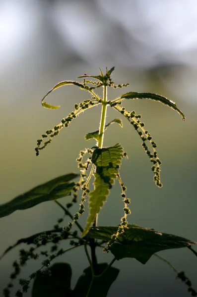 Brennnessel im Morgenlicht — Stockfoto