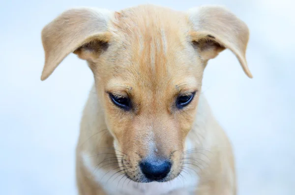 Cachorros bonitos — Fotografia de Stock