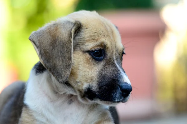 Leuke puppy — Stockfoto