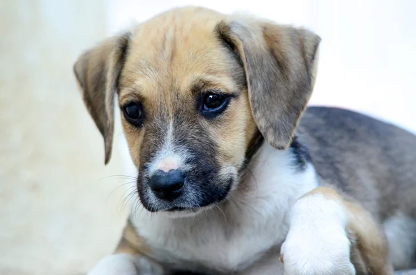 Leuke puppy — Stockfoto