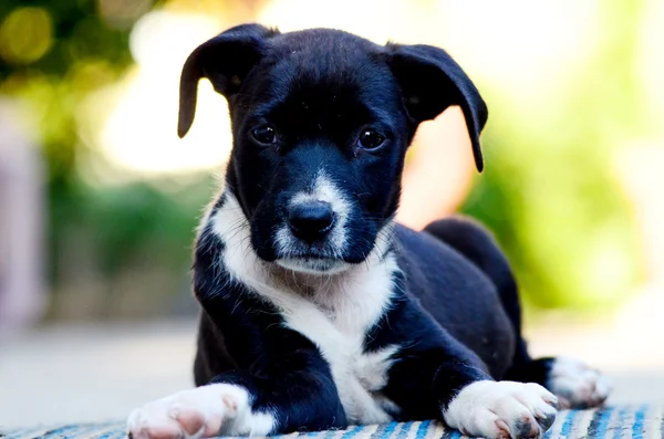 Leuke puppy — Stockfoto