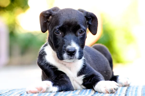 Leuke puppy — Stockfoto