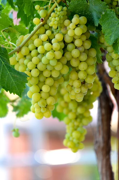 Uvas na vinha, adega, vinho, manhã , — Fotografia de Stock