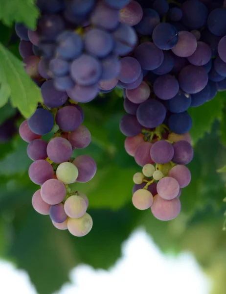 Uvas en el viñedo, bodega, vino, mañana , — Foto de Stock