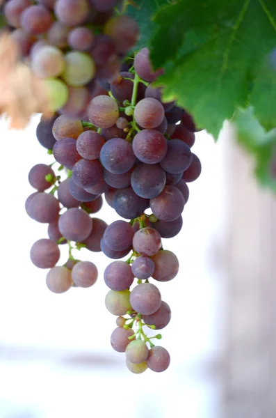 Raisins dans le vignoble, cave, vin, matin , — Photo