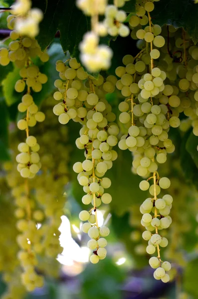 Uvas en el viñedo, bodega, vino, mañana , —  Fotos de Stock