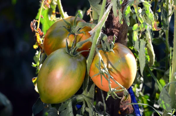 Pomodoro biologico in un orto di verdure — Foto Stock