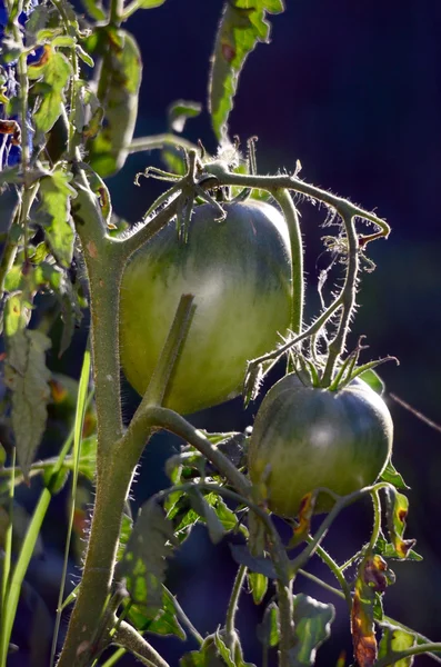 Bio rajče v vegetabloe zahradě — Stock fotografie