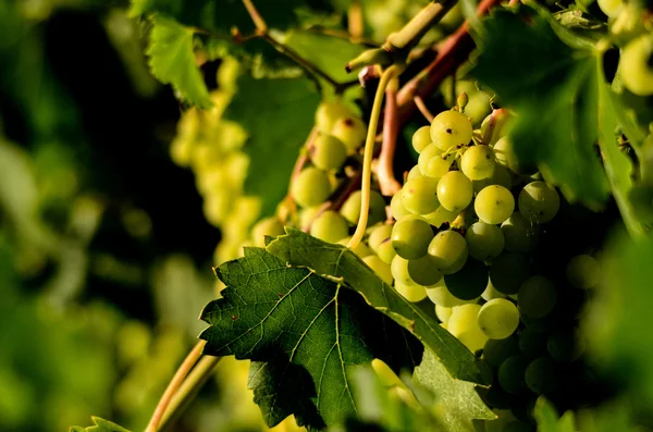 Druiven in de wijngaard, producent, wijn, ochtend, — Stockfoto