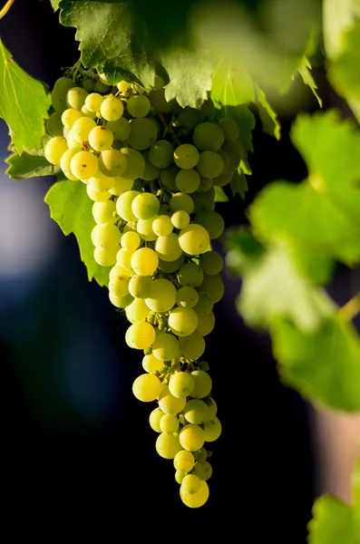 Grapes in the vineyard , winery, wine, morning, — Stock Photo, Image