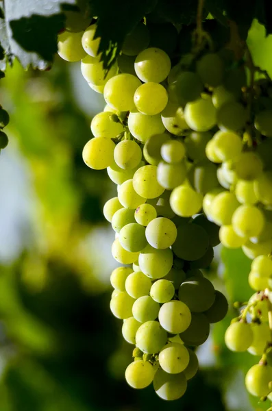 Uvas na vinha, adega, vinho, manhã , — Fotografia de Stock