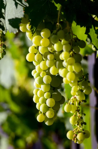 Druvor i vingård, vingård, vin, morgon, — Stockfoto