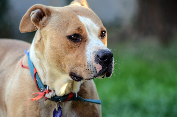 amstaff dog