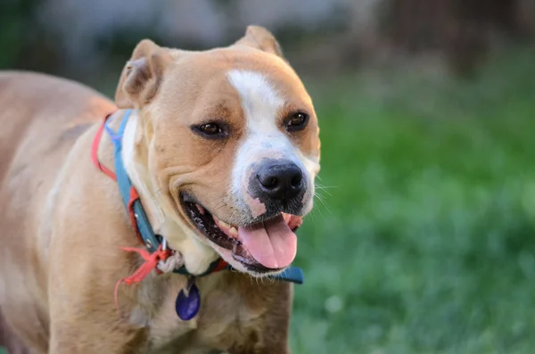 Amstaff perro — Foto de Stock