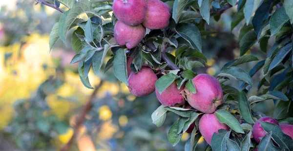 Jablka na větvi, která je připravena na nich má být sklizeno — Stock fotografie