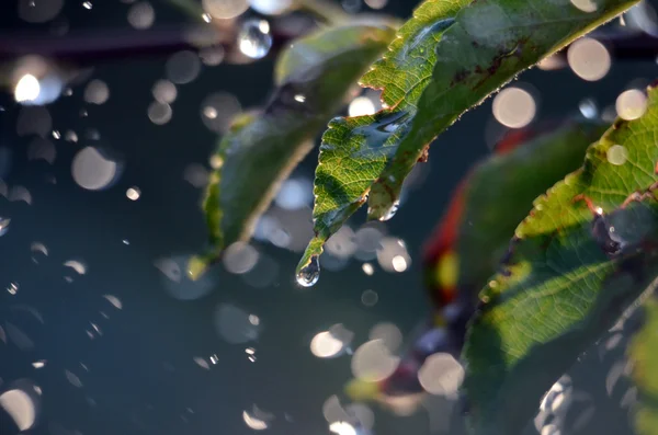 Shinig gocce d'acqua contro la luce del mattino — Foto Stock