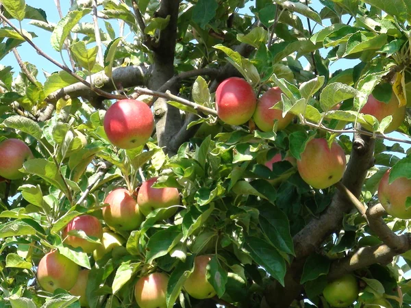 Manzanas maduras en huerto de frutas — Foto de Stock