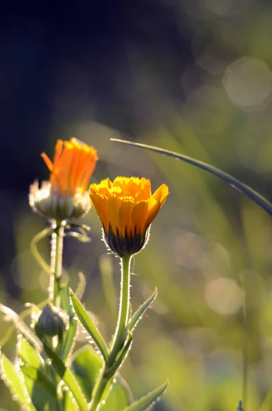 Fiore arancione su un tramonto, sparo macro — Foto Stock