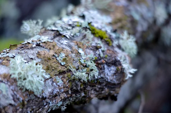 Musgo en un tronco de árbol —  Fotos de Stock