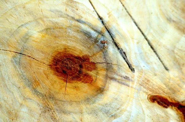 Cross section of tree trunk — Stock Photo, Image