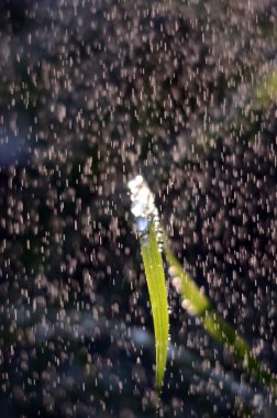 Sabahları bir yeşil çimenlerin üzerinde düşen yağmur damlaları