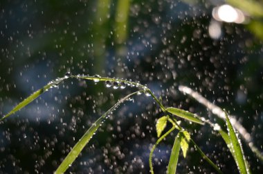 Sabahları bir yeşil çimenlerin üzerinde düşen yağmur damlaları