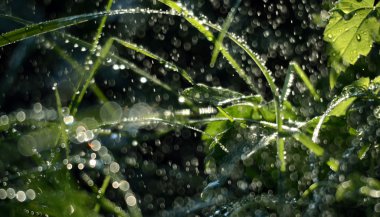Sabahları bir yeşil çimenlerin üzerinde düşen yağmur damlaları